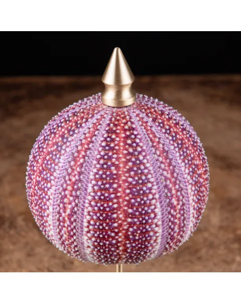Un riccio di mare dai toni rosa e viola posto su elegante base in ottone tornito.