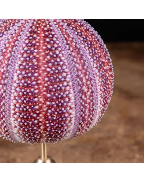 Un riccio di mare dai toni rosa e viola posto su elegante base in ottone tornito.