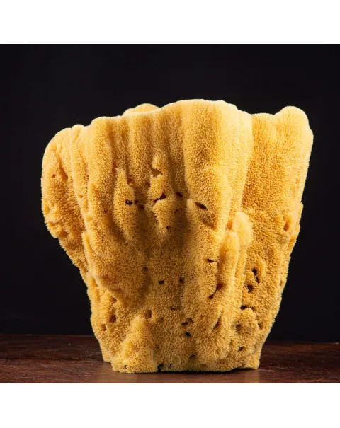 Spugna Naturale Gigante – Spongia Officinalis