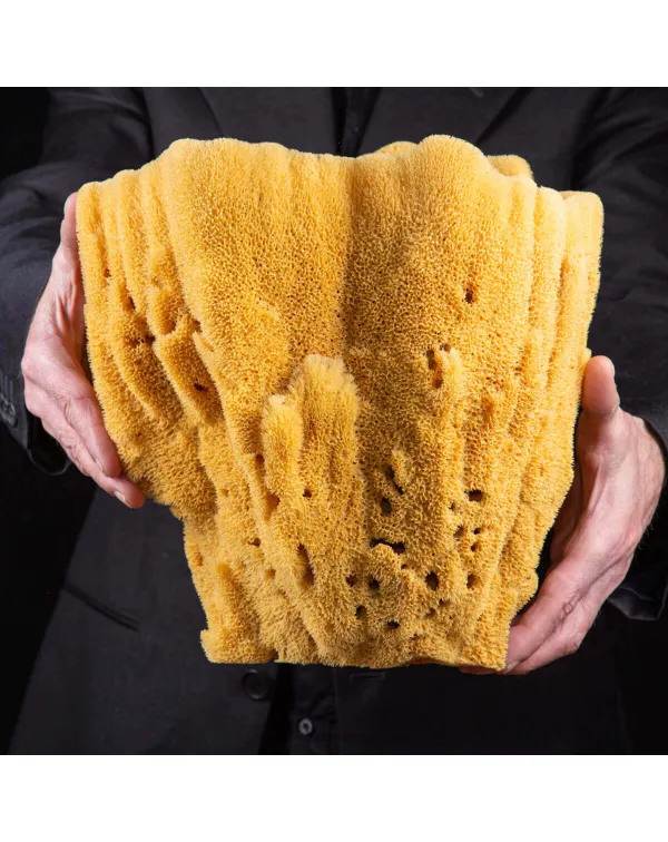 Spugna Naturale Gigante – Spongia Officinalis