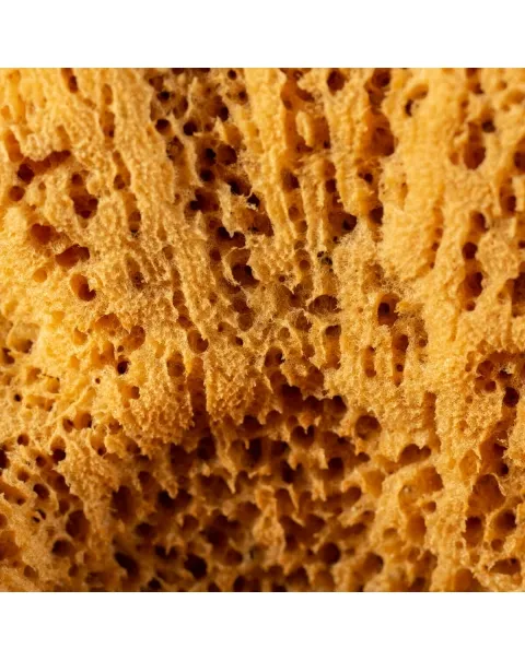 Spugna Naturale - Spongia Officinalis