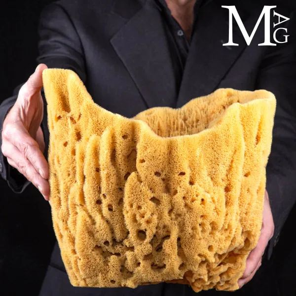 Spongia officinalis cilindrica di grandi dimensioni