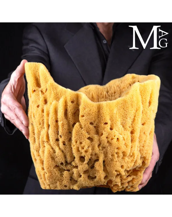 Spongia officinalis cilindrica di grandi dimension...