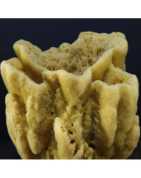 Spugna Naturale - Spongia Officinalis
