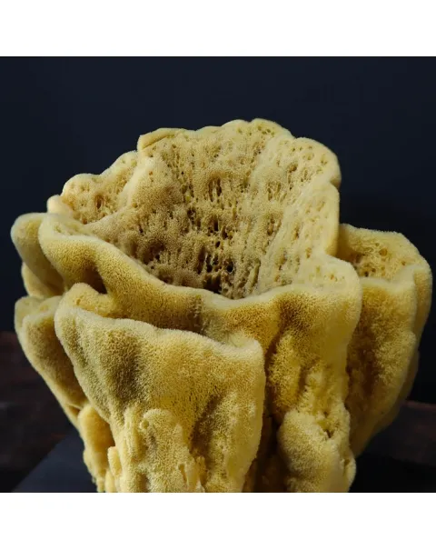 Spugna Naturale - Spongia Officinalis