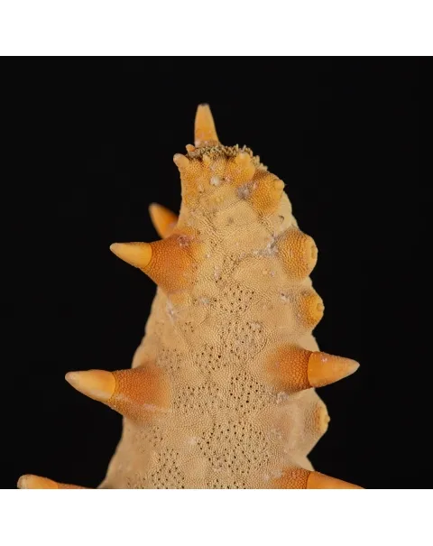 Oreasteridae Pentaceraster