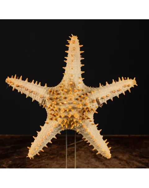 Oreasteridae Pentaceraster