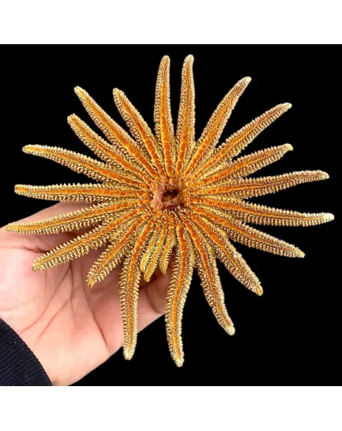 Pycnopodia Helianthoides "Sunflower Starfish"