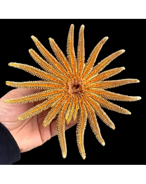 Pycnopodia Helianthoides "Sunflower Starfish"