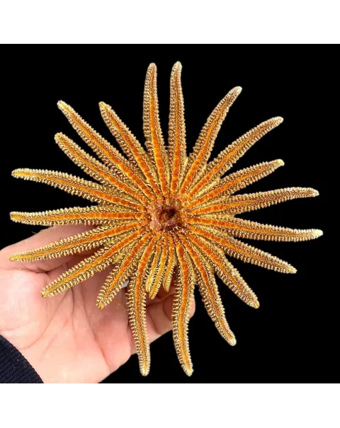 Pycnopodia Helianthoides "Sunflower Starfish"