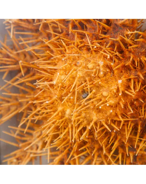 Stella Marina in Teca - Acanthaster Planci.