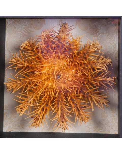 Stella Marina in Teca - Acanthaster Planci.