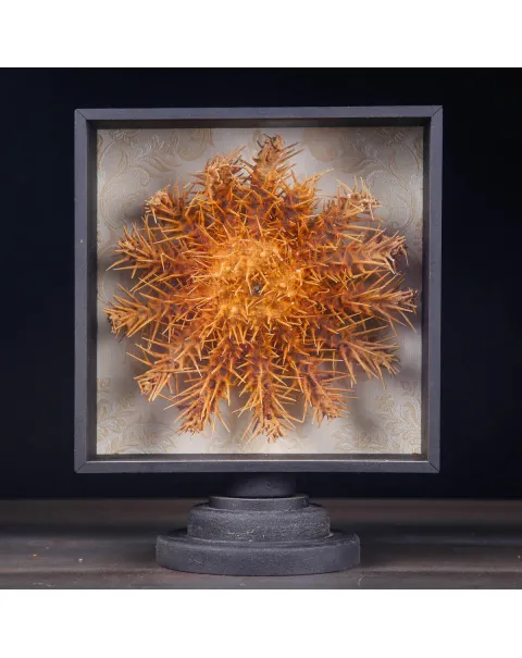Stella Marina in Teca - Acanthaster Planci.