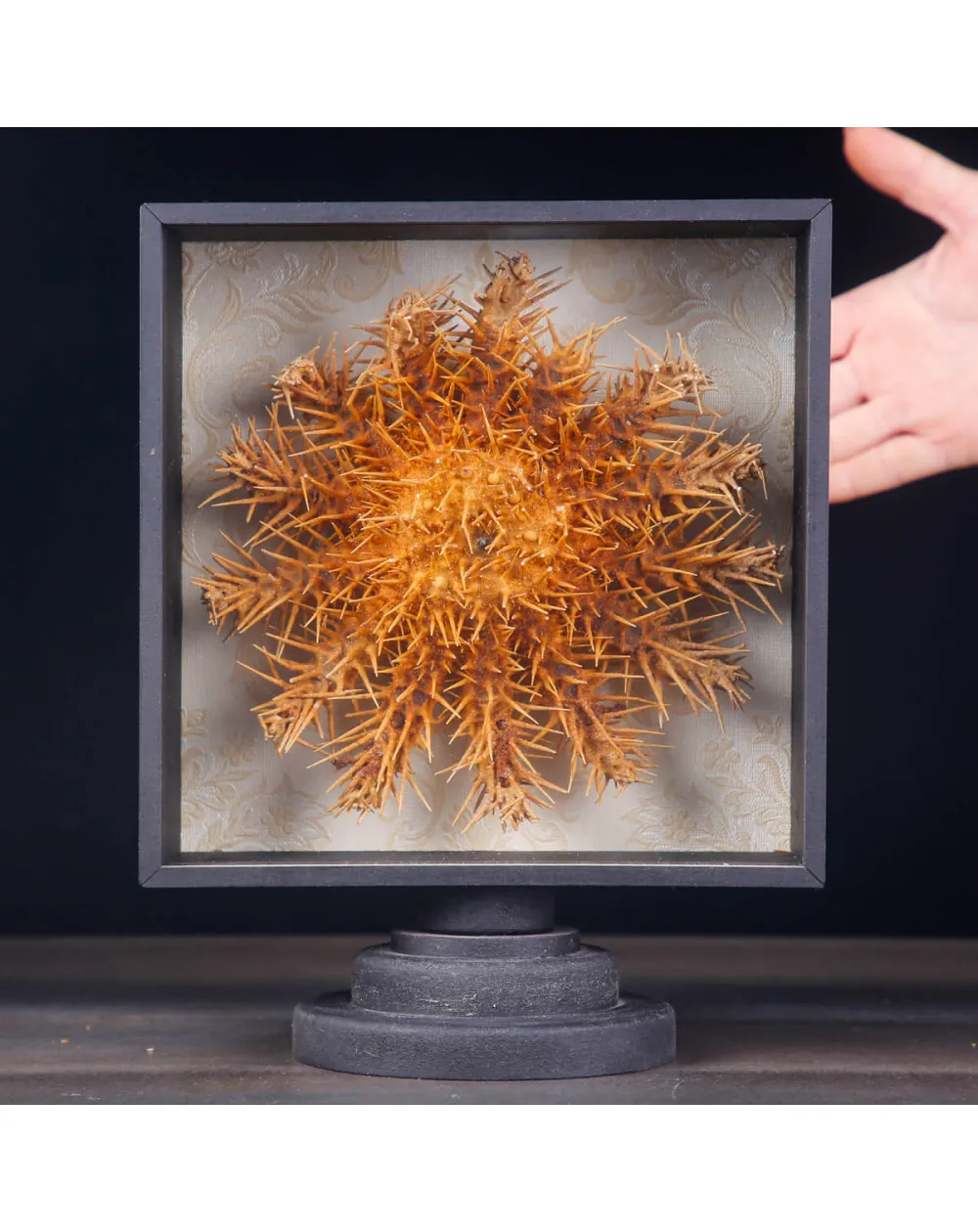 Stella Marina in Teca - Acanthaster Planci.