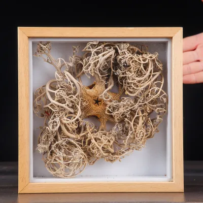 Stella Marina “Basket Star” in Teca – Gorgonocephalus Caputmedusae
