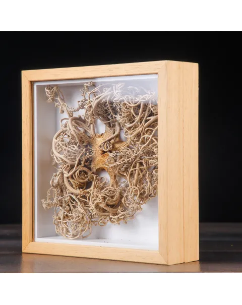 Stella Marina “Basket Star” in Teca – Gorgonocephalus Caputmedusae