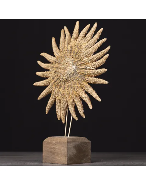 Pycnopodia Helianthoides – “Sunflower Starfish”