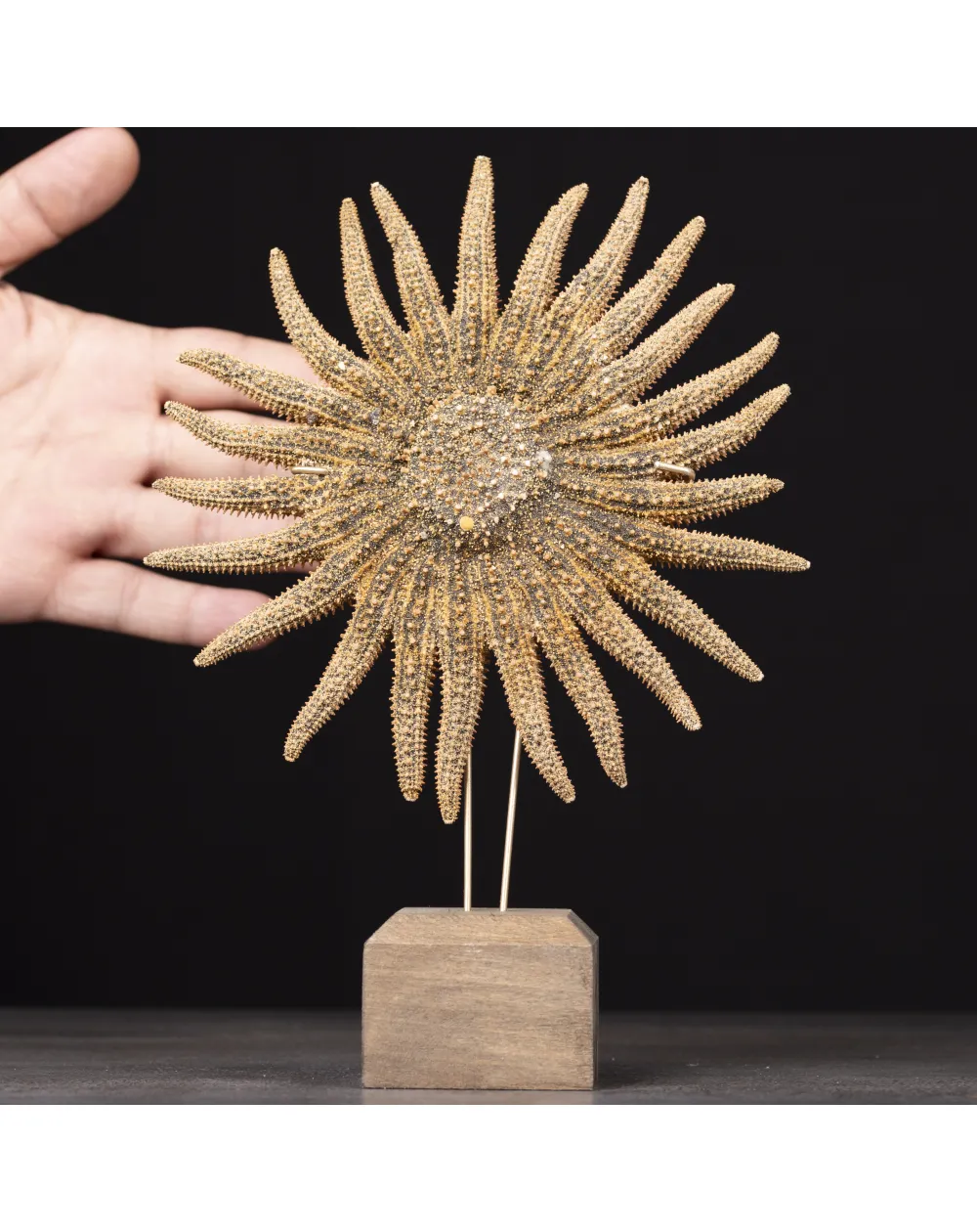 Pycnopodia Helianthoides – “Sunflower Starfish”