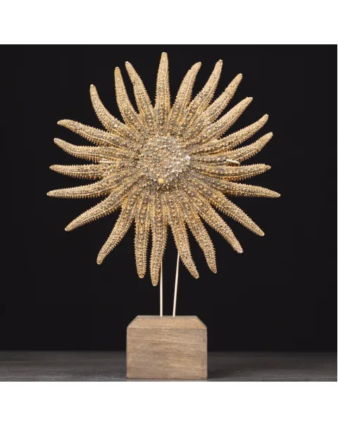 Pycnopodia Helianthoides – “Sunflower Starfish”