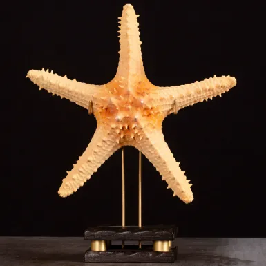 Stella Marina Pentaceraster su Base Decorativa.