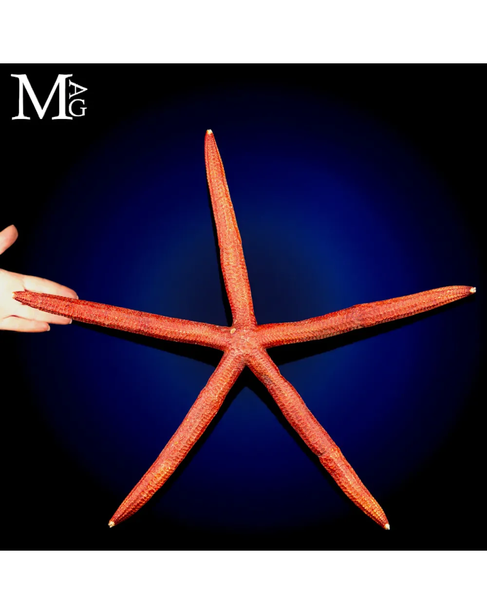 Stella Marina Rossa Gigante - Ophidiaster Ophidianus.