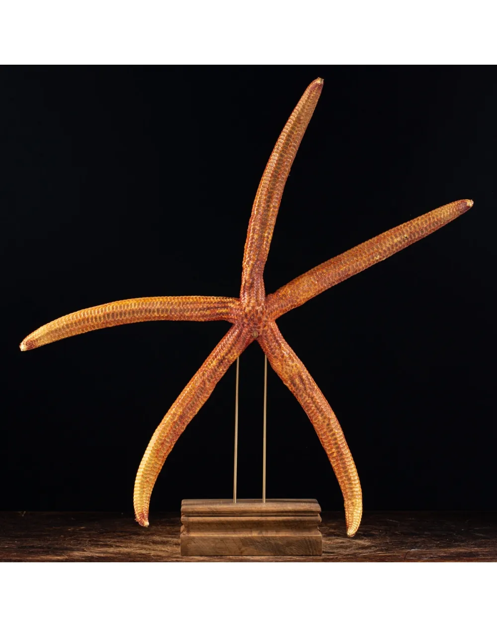 Stella Marina su Piedistallo
