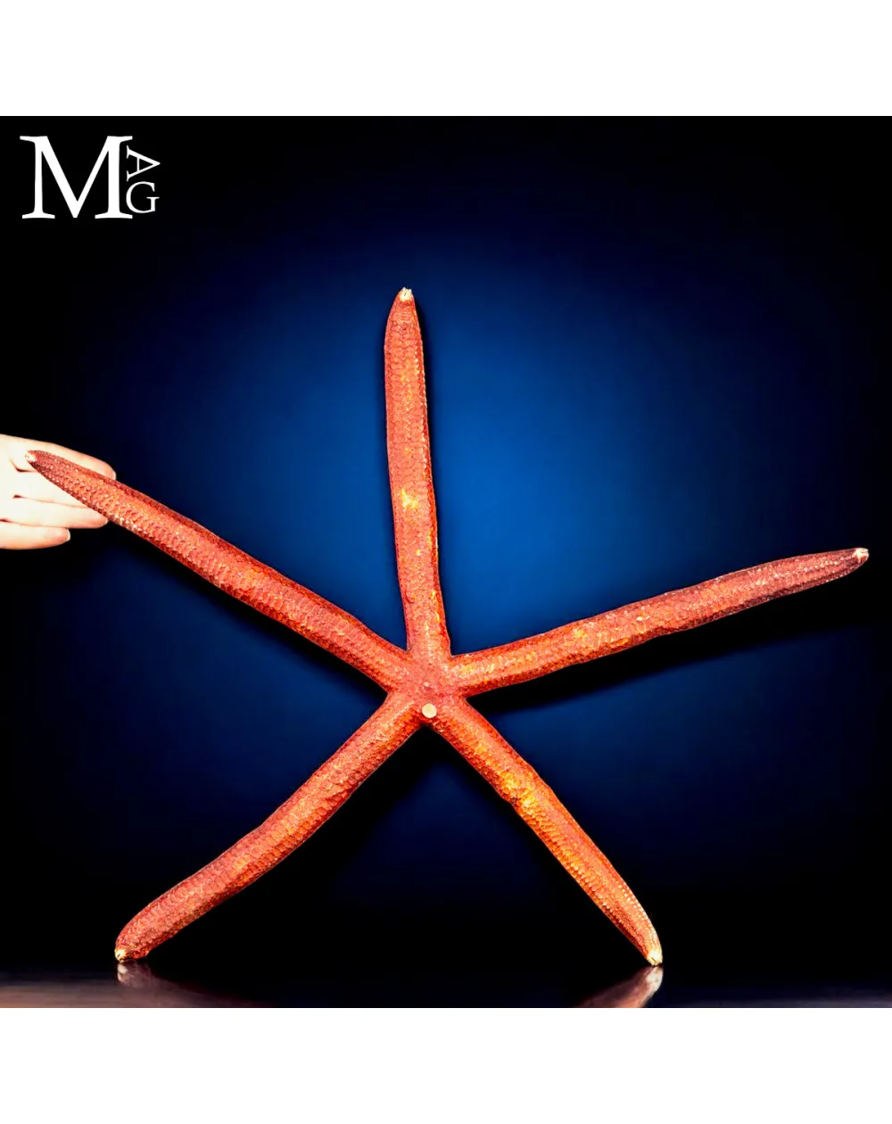 Stella Marina Rossa Gigante - Ophidiaster Ophidianus