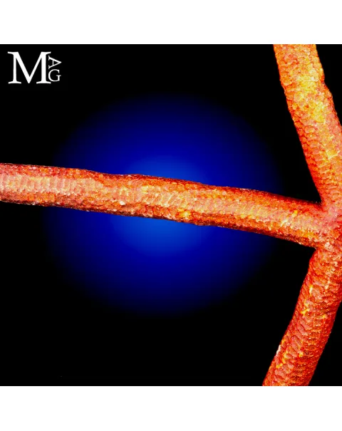 Stella Marina Rossa Gigante - Ophidiaster Ophidianus