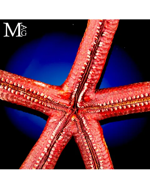 Stella Marina Rossa Gigante - Ophidiaster Ophidianus
