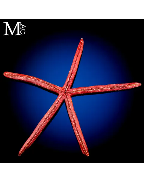 Stella Marina Rossa Gigante - Ophidiaster Ophidianus