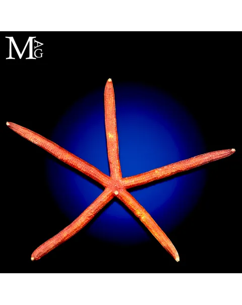 Stella Marina Rossa Gigante - Ophidiaster Ophidianus