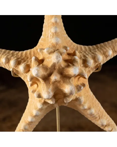 Stella Marina su Piedistallo