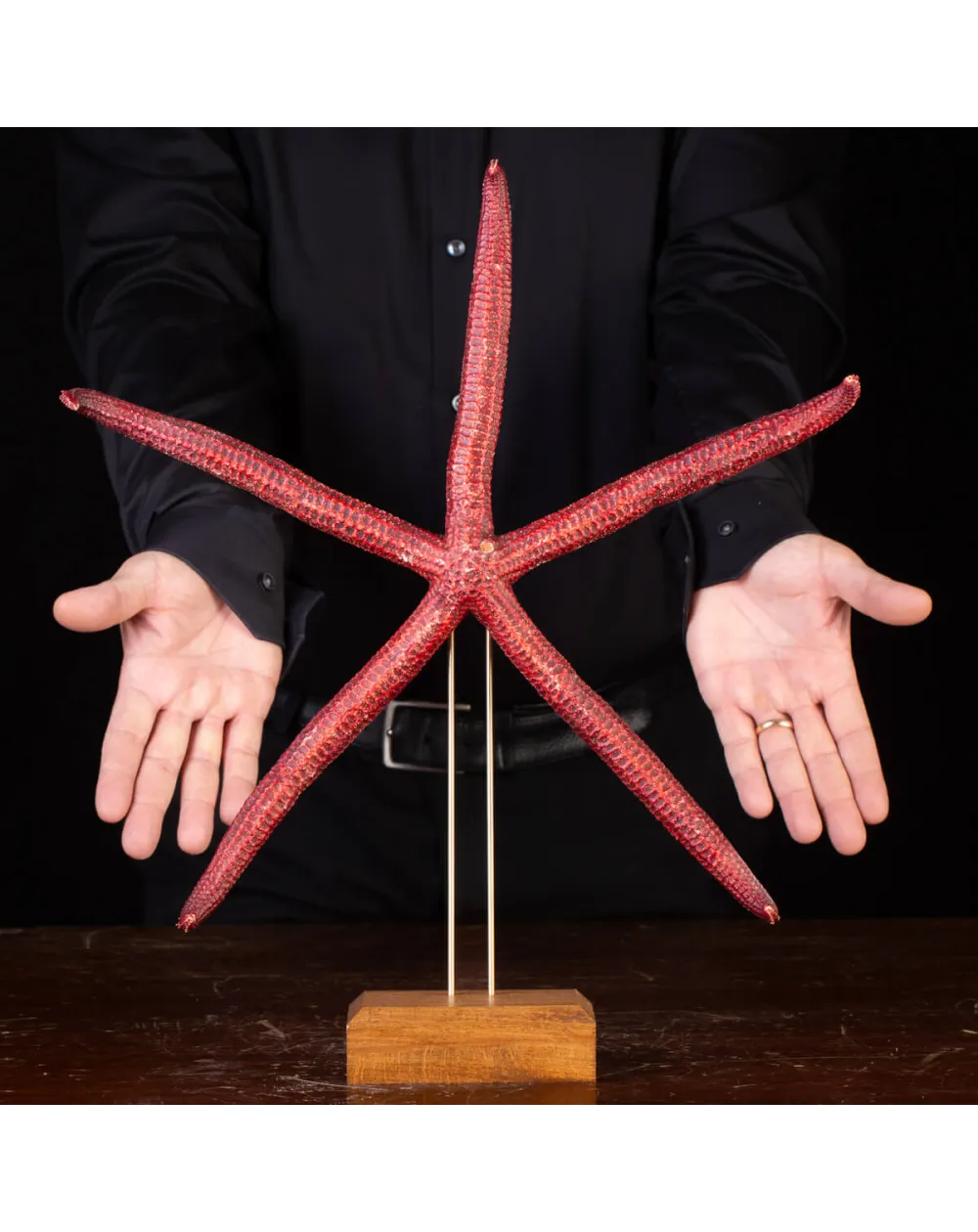 Stella Marina: Ophidiaster Ophidianus.