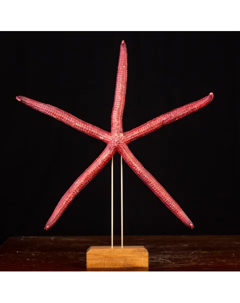Stella Marina: Ophidiaster Ophidianus.