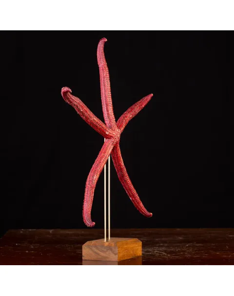 Stella Marina: Ophidiaster Ophidianus.