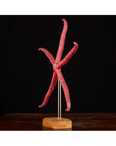 Stella Marina: Ophidiaster Ophidianus.