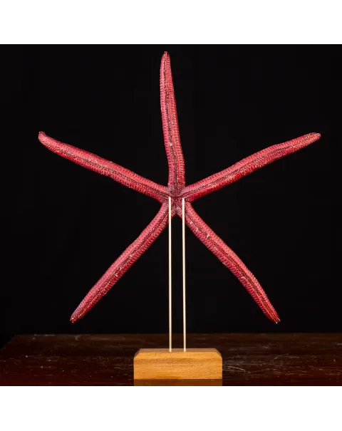 Stella Marina: Ophidiaster Ophidianus.