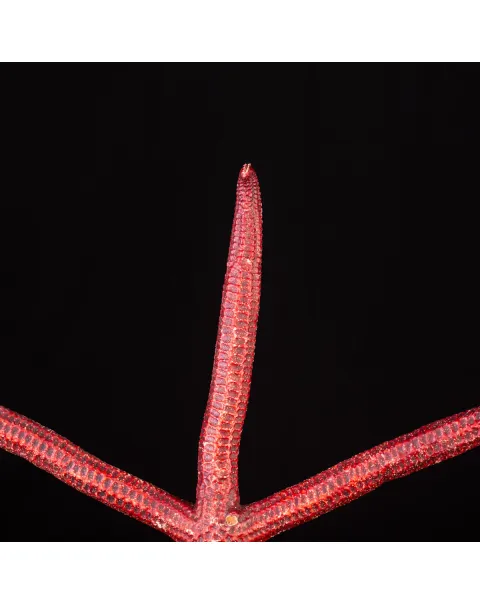 Stella Marina: Ophidiaster Ophidianus.