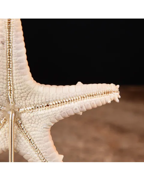 Stella di Mare su base in Ottone.
