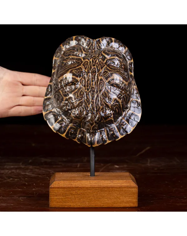 Testuggine Palustre Europea Trachemys Scripta su B...