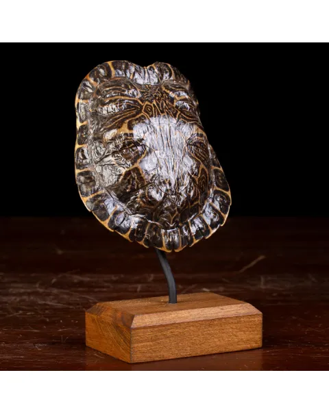 Testuggine Palustre Europea Trachemys Scripta su Base Artistica in Legno.