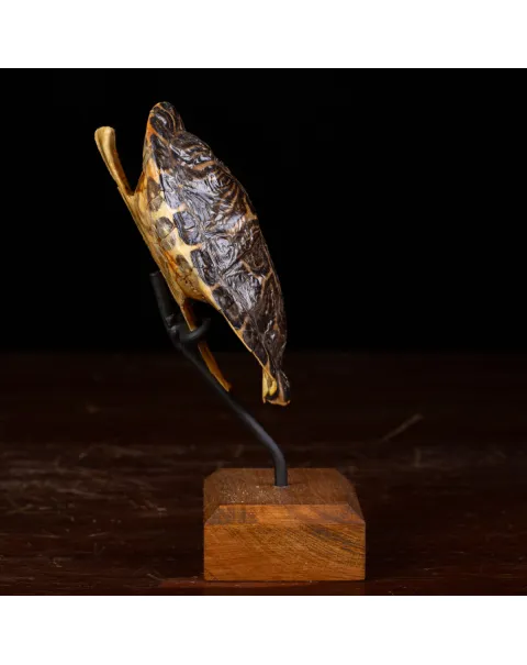 Testuggine Palustre Europea Trachemys Scripta su Base Artistica in Legno.