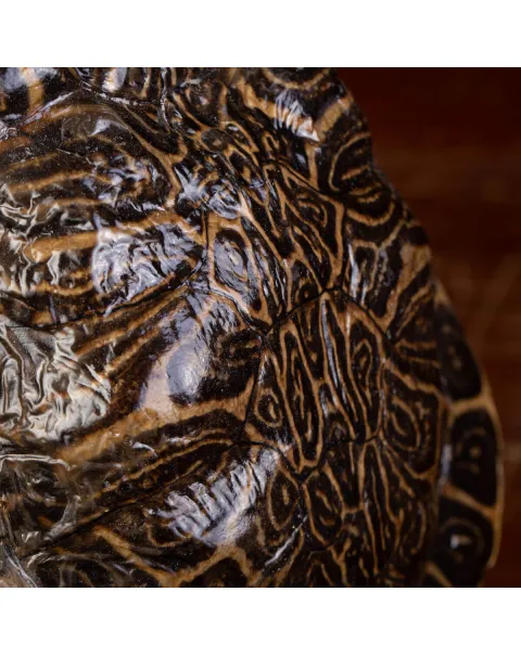 Testuggine Palustre Europea Trachemys Scripta su Base Artistica in Legno.