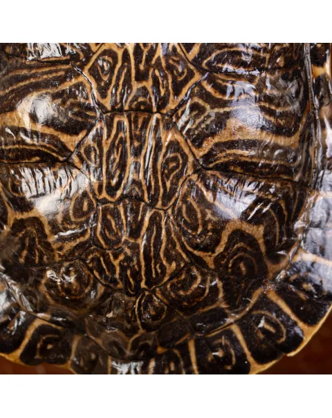 Testuggine Palustre Europea Trachemys Scripta su Base Artistica in Legno.