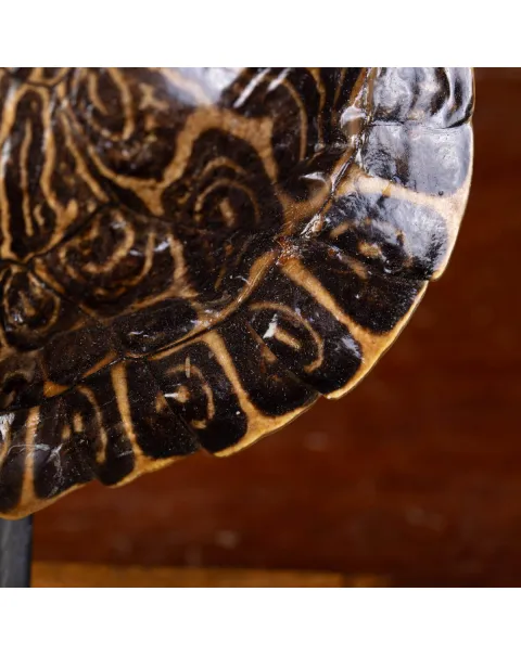Testuggine Palustre Europea Trachemys Scripta su Base Artistica in Legno.