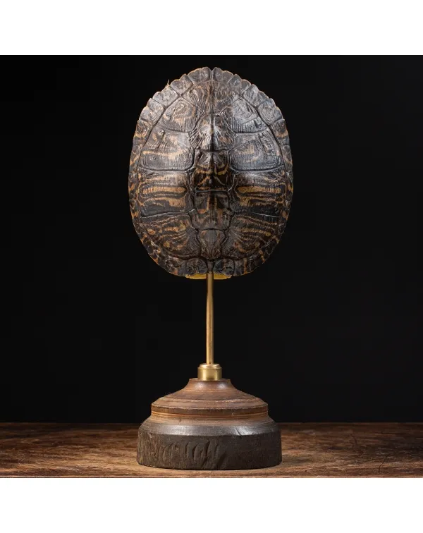 Carapace di Tartaruga