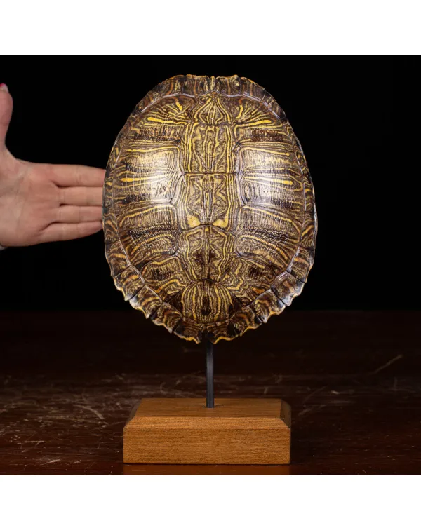 Testuggine Palustre Europea Trachemys Scripta su B...