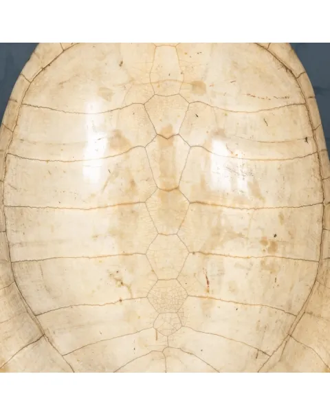 Carapace Tartaruga Albina su Piedistallo