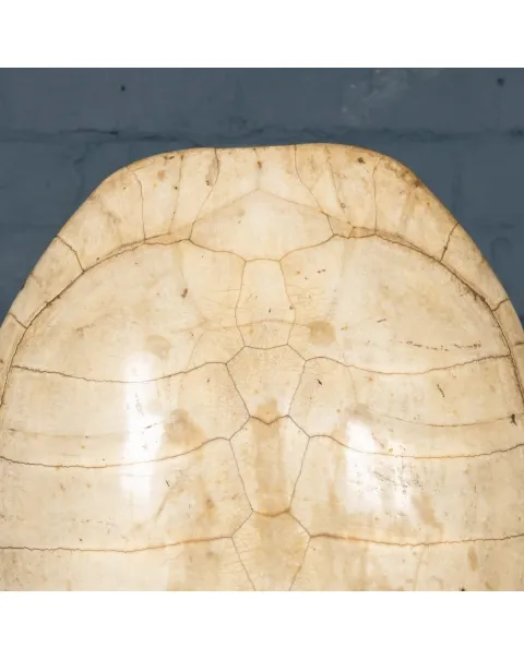 Carapace Tartaruga Albina su Piedistallo