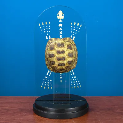 Scheletro e Carapace Tartaruga Russa